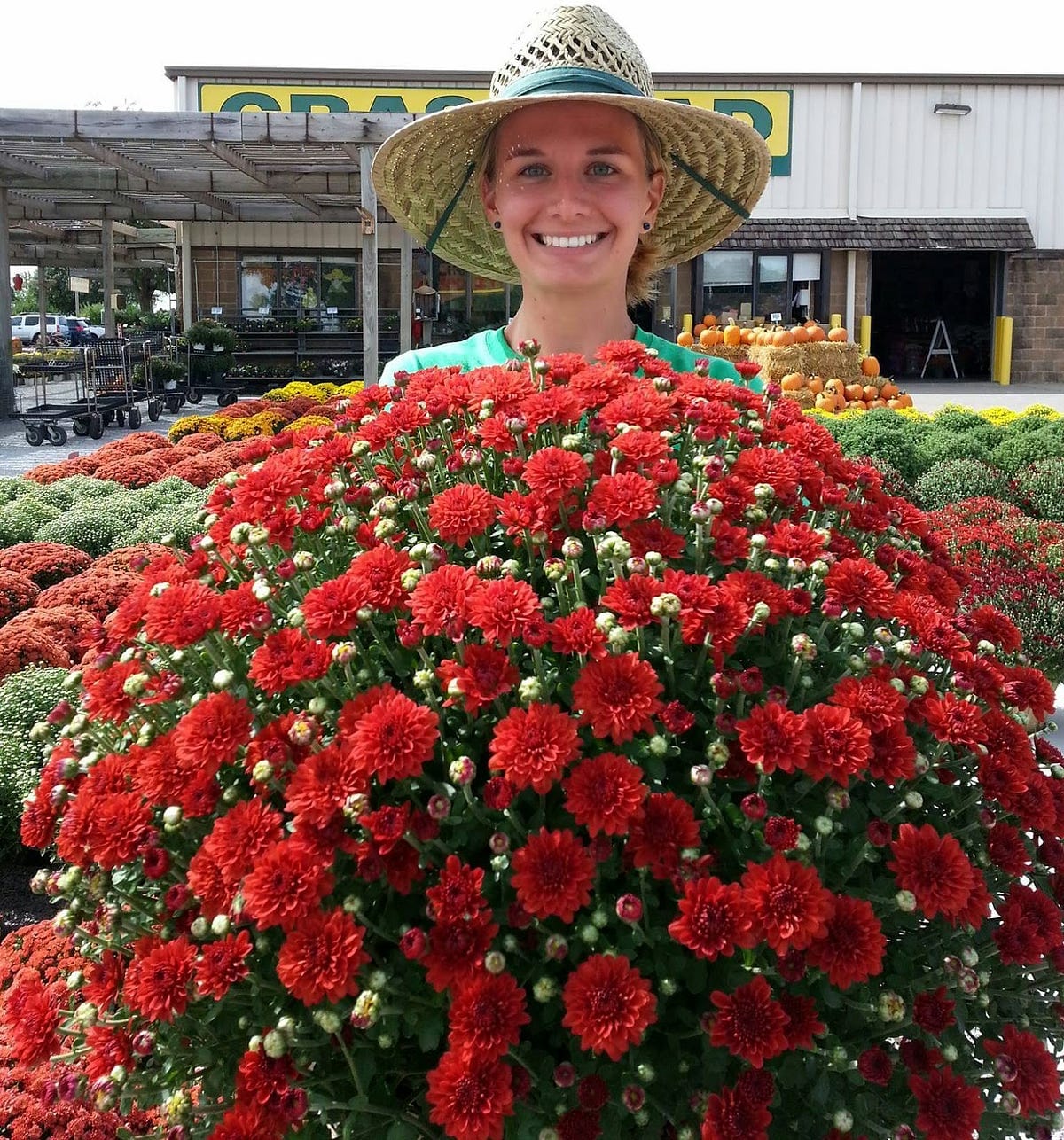 Fall Hardy Mums Buyers are the Key to the 2024 Presidential Election